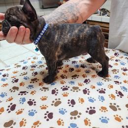French Bulldog Puppies from Danielle's Frenchies