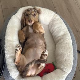 Dachshund All Grown Up from Holiday’s Darling Miniature Dachshunds