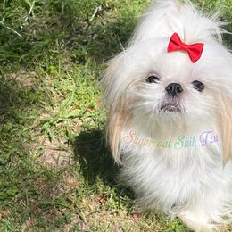 Shih Tzus from Sugarcoat Shih Tzu