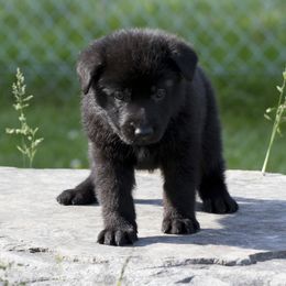 German Shepherd Puppies from 4B Kennels