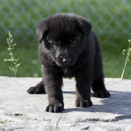 German Shepherd Puppies from 4B Kennels