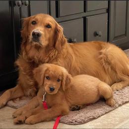 Goldendoodle and Golden Retriever Puppies from BloomingPuppies