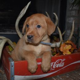 Grey Boy - Yellow male Labrador Retriever puppy in Angola, Indiana from Reniers Labrador Retrievers