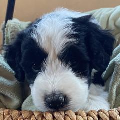 Double Doodles from Viking Doodles