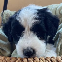 Double Doodles from Viking Doodles