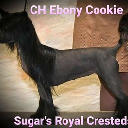 Cookie - Chinese Crested