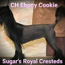 Cookie - Chinese Crested