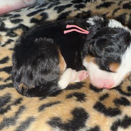 Amanda Anisimova - Tri-color female Bernedoodle puppy in Curtice, Ohio from The Pink Doghouse