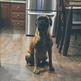 Asia - Boxer