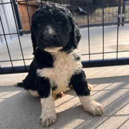Spade - Parti male Goldendoodle puppy in Nathalie, Virginia from Deez Doodles