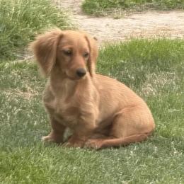 Lindie (Future Dam) - Dachshund