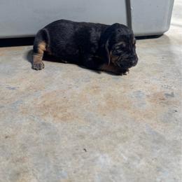Girl 1 - Black and tan female Bloodhound puppy in Tahlequah, Oklahoma from HNH Hounds