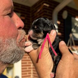 Venus - Tri-color female Bernedoodle puppy in Ferguson, North Carolina from Elevated Standards NC