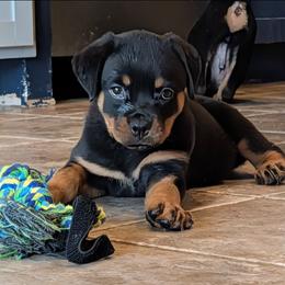 Blue girl - Black and tan female Rottweiler puppy in San Antonio, Texas from Angel Rottweilers