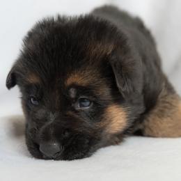 German Shepherd Puppies from Uinta Mountain Shepherds
