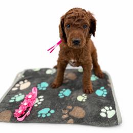 Cinnamon - Red  female Poodle puppy in Mount Vernon, Illinois from AMC Poodles