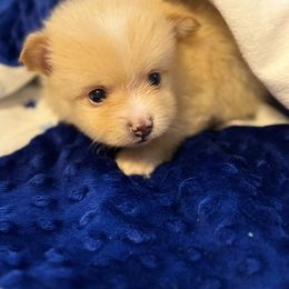 Cream parti boy - Cream parti male Pomeranian puppy in Newport News, Virginia from Itty bitty friends