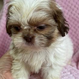 Lola - Liver and white female Shih Tzu puppy in Covington, Georgia from Top Hats 2  Shih Tzu’s