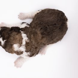 Bernedoodle, Saint Berdoodle, and Sheepadoodle Puppies from Yankee Doodle Puppies