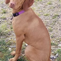 Vizslas from The Noble Puppy
