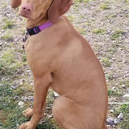 Vizslas from The Noble Puppy