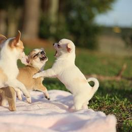 Chihuahua Puppies from Summit Chihuahuas