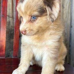 Dream girl - Red merle female Miniature Australian Shepherd puppy in Loretto, Tennessee from K Kountry Farm