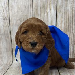 Blue Female - Apricot female Goldendoodle puppy in Great Falls, Montana from Montana Goldendoodles