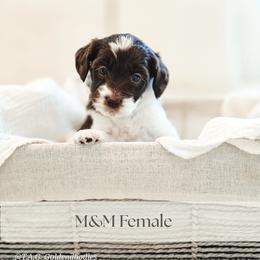 M and M - Parti female Goldendoodle puppy in Punta Gorda, Florida from Transformation Acres Goldendoodle