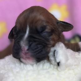 Girl 1 - Fawn female Boxer puppy in Plainwell, Michigan from Hope's Beautiful Boxers