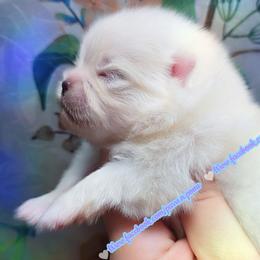 Luxe - White male Pomeranian puppy in Albany, Oregon from Purrs N Poms