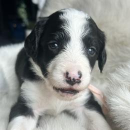 Aussiedoodle and Miniature Australian Shepherd Puppies from The Finished Dog