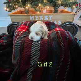 Cockapoo Puppies from 4W’s F2 Cockapoos