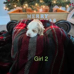 Cockapoo Puppies from 4W’s F2 Cockapoos
