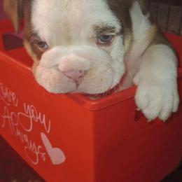 Bulldog Puppies from Stackedup Bulldogz