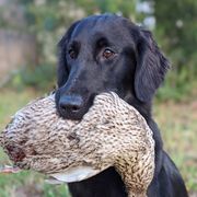 Ever - Flat-Coated Retriever
