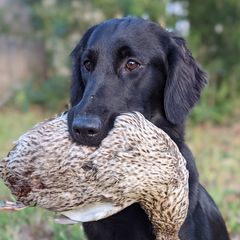 Ever - Flat-Coated Retriever