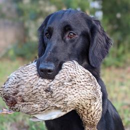 Ever - Flat-Coated Retriever