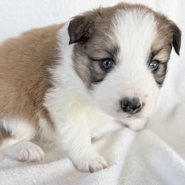 LATTE - Sable male Border Collie puppy in Conroe, Texas from Aloha Border Collies