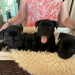 Boy 1 - male Staffordshire Bull Terrier puppy in Sanger, California from Nightguards