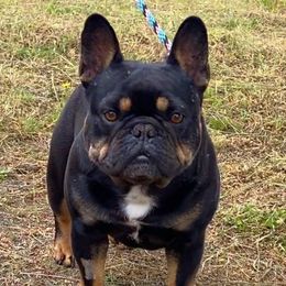 Poppy - French Bulldog