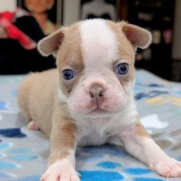 Champagne female 2 - Lilac female Boston Terrier puppy in Oak Hills, California from All American Boston Terriers