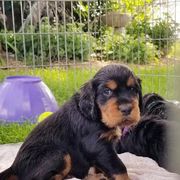 Gordon Setter Puppies from Bravo Gordon Setters