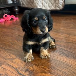 Bear - Black and tan male Dachshund puppy in Menifee, California from TeenieWeenieDoxies