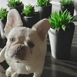 Pearl - French Bulldog