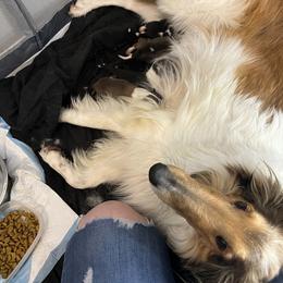 Collie Puppies from Jolly Collies