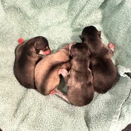 Enid - Gray and white female Alaskan Klee Kai puppy in Richlands, North Carolina from Regal Alaskan Klee Kai