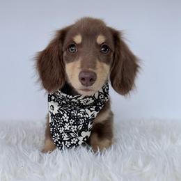 Mona Lisa - Chocolate and cream female Dachshund puppy in Sonora, California from HEFFERNAN HOUNDS