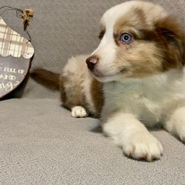 Miniature Australian Shepherd Puppies from Arch Hill Mini Aussies
