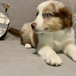 Miniature Australian Shepherd Puppies from Arch Hill Mini Aussies